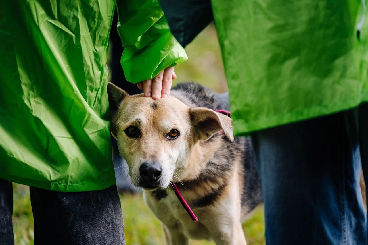 Дети и подростки всё чаще интересуются вопросами экологии и защиты животных и присоединяются к социальным проектам, которые помогают заботиться об окружающей среде Дети и подростки всё чаще интересуются вопросами экологии и защиты животных и присоединяются к социальным проектам, которые помогают заботиться об окружающей среде