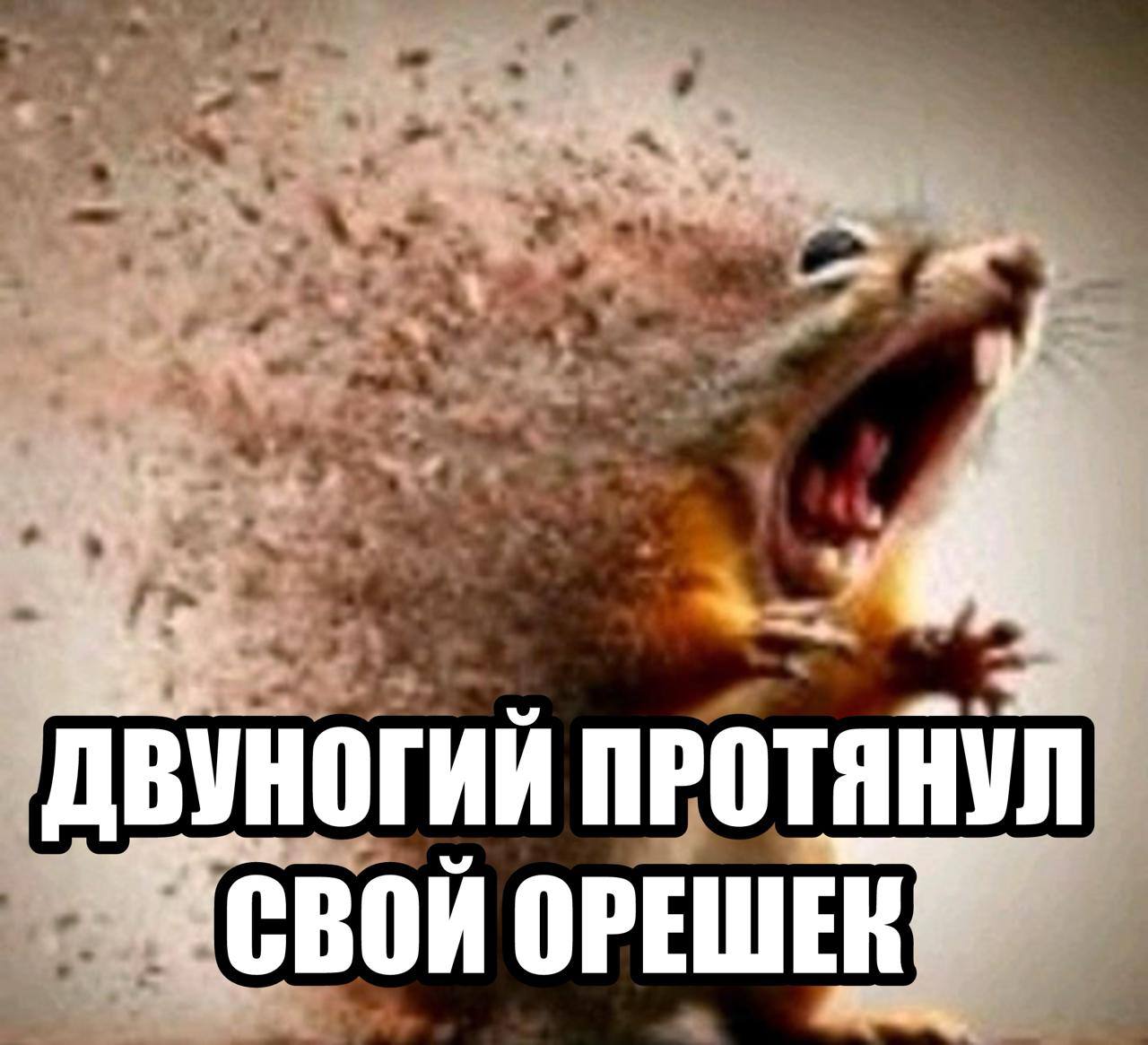 Кормить белок запретят в Ставрополе — из-за угрозы эпидемии бешенства