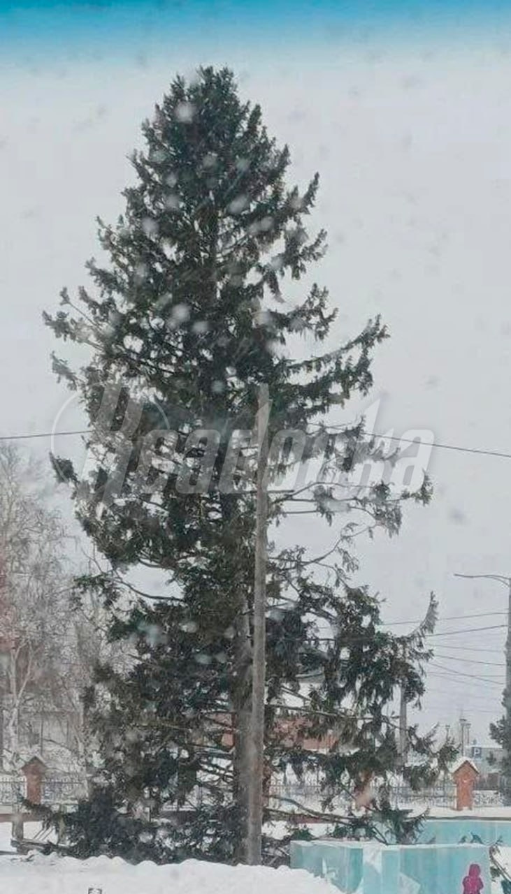 Елку-франкенштейна собрала администрация Енисейска — к дереву с помощью веревок прицепили ветки от других вечнозеленых Елку-франкенштейна собрала администрация Енисейска — к дереву с помощью веревок прицепили ветки от других вечнозеленых