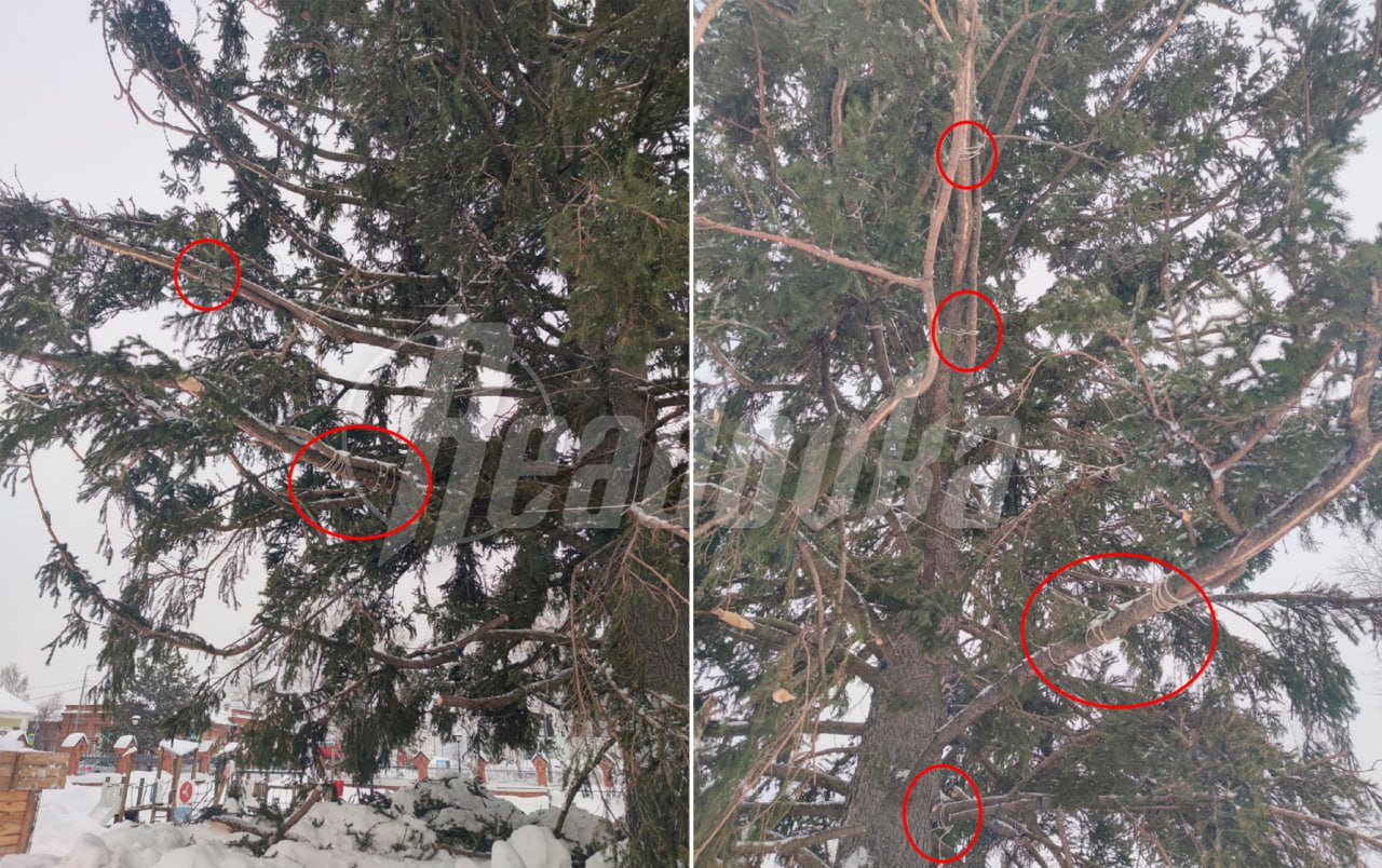 Елку-франкенштейна собрала администрация Енисейска — к дереву с помощью веревок прицепили ветки от других вечнозеленых