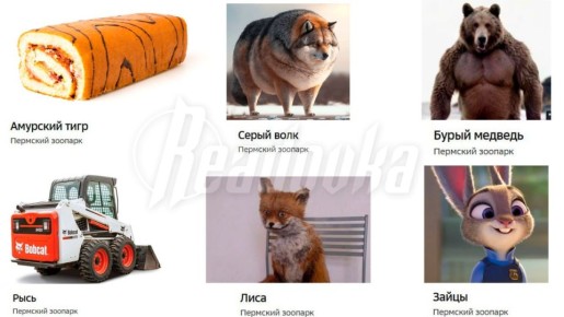 В Пермском зоопарке из амурского тигра сделали рулет, лису довели до нервного срыва, а медведя — сами посмотрите