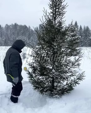 ���������� ����� ��������, ��� ������� ������� ������������ ��� �� 90,5 � ������ �� ����� ������� �� 6 ���