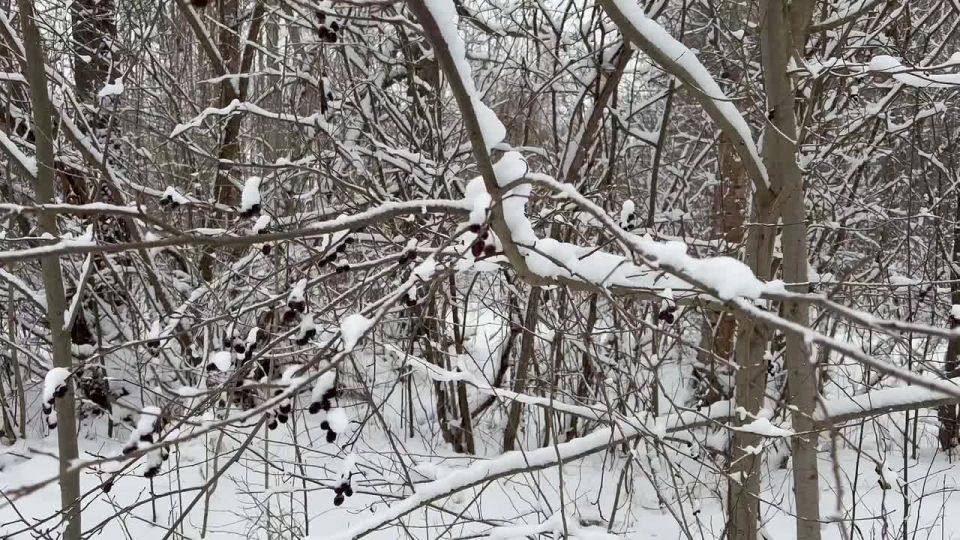 ��������� ��������: �������-����