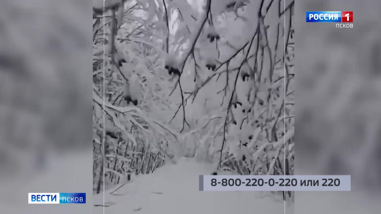 Почти тысячу километров ЛЭП и более 500 трансформаторных подстанций включили энергетики в Псковской области Почти тысячу километров ЛЭП и более 500 трансформаторных подстанций включили энергетики в Псковской области