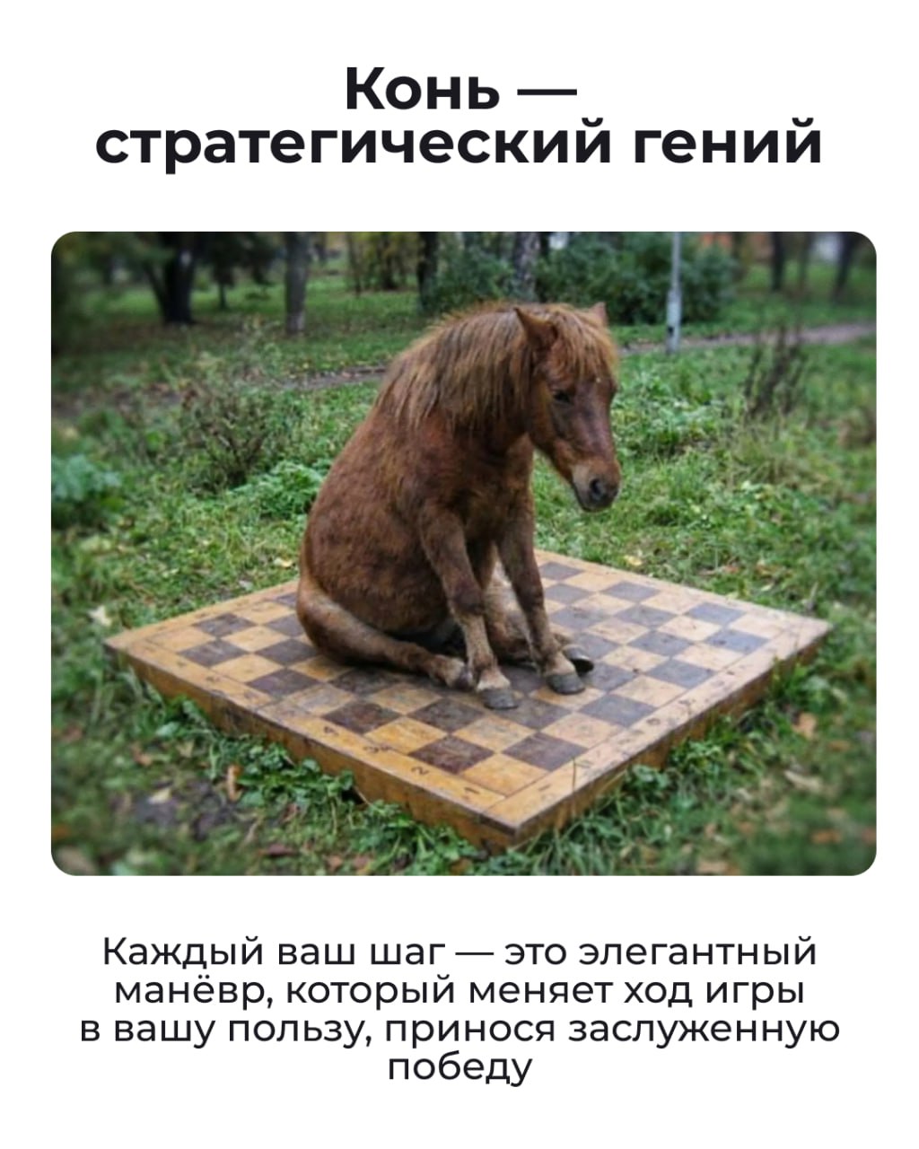 Состояние на начало 2026 года — Лошадь Состояние на начало 2026 года — Лошадь