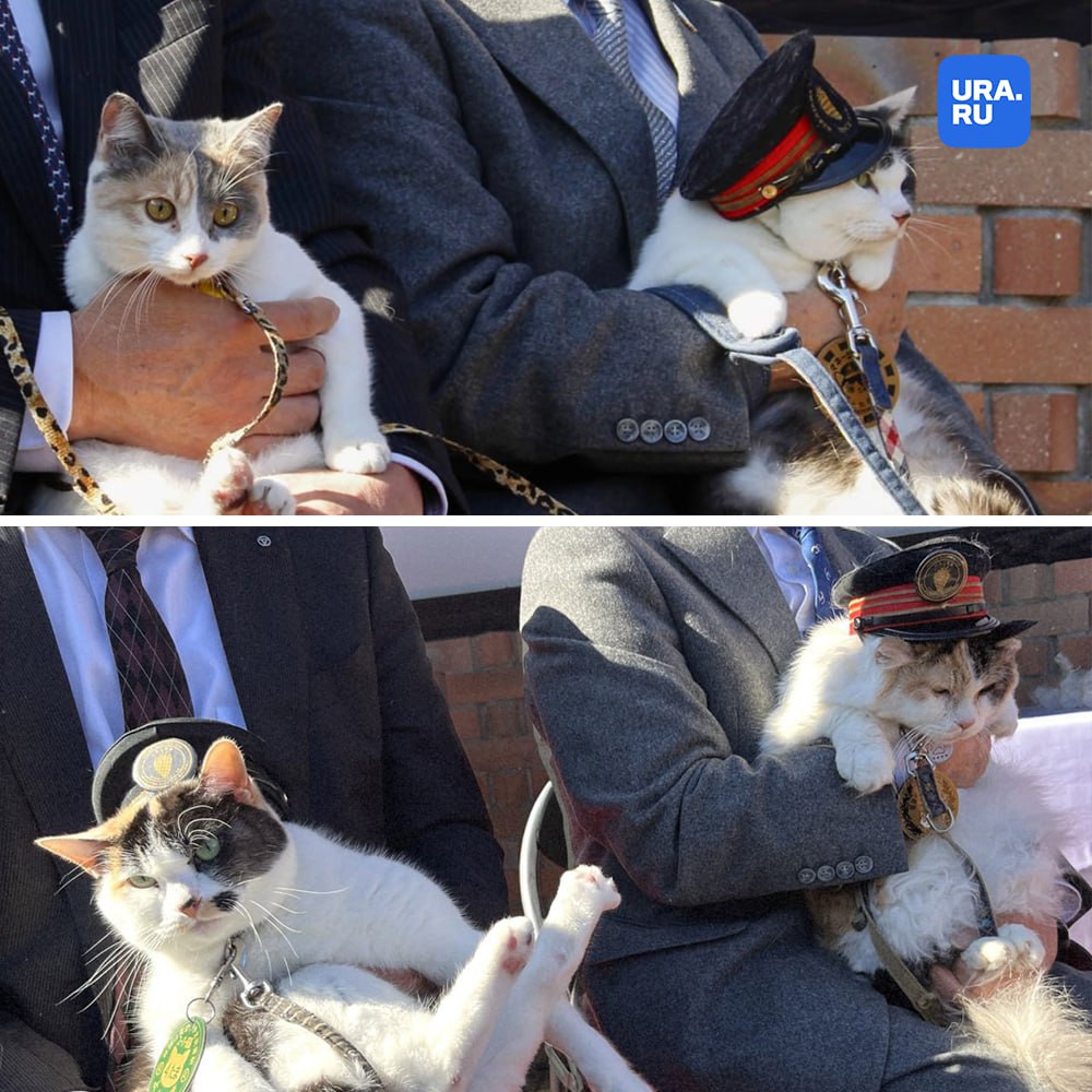 Кот стал начальником ж/д станции Кот стал начальником ж/д станции