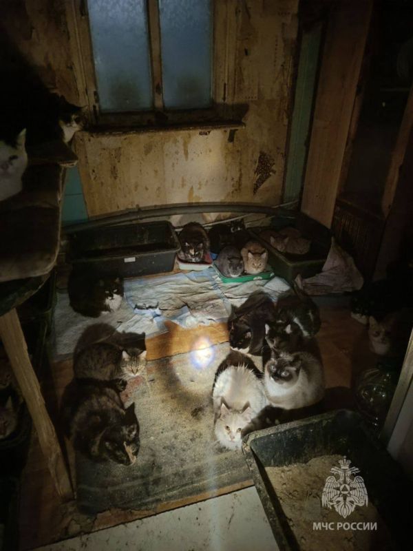 50 котов и 1 собаку спасли при пожаре дома в Калининграде, сообщило МЧС
