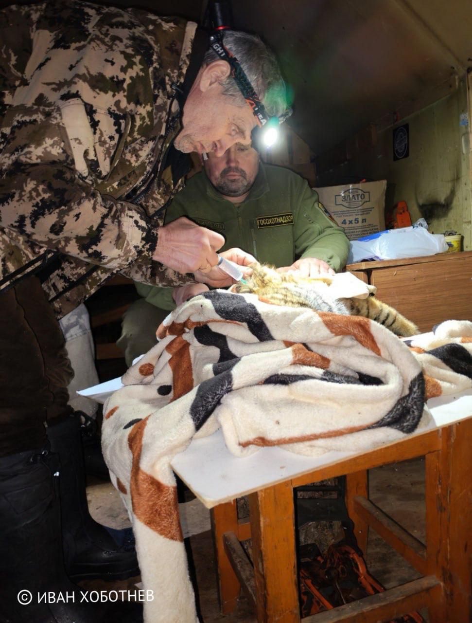 Тигрят, оставшихся без матери, спасли в Приморье Тигрят, оставшихся без матери, спасли в Приморье