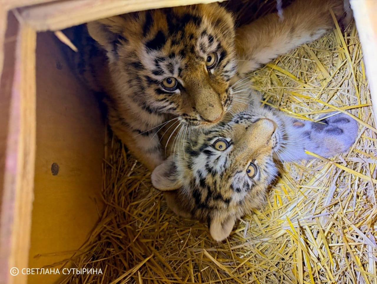 Тигрят, оставшихся без матери, спасли в Приморье