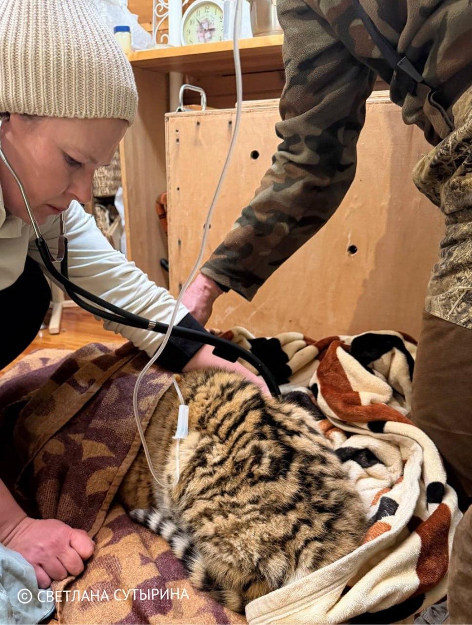 Тигрят, оставшихся без матери, спасли в Приморье Тигрят, оставшихся без матери, спасли в Приморье