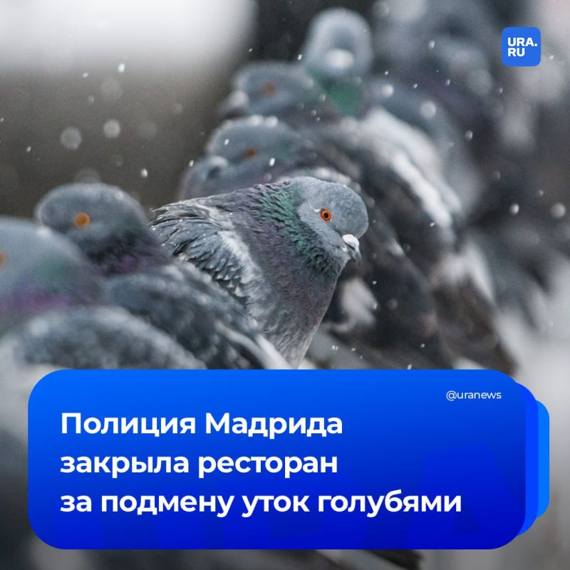 Уличных голубей подавали посетителям ресторана в Испании вместо уток
