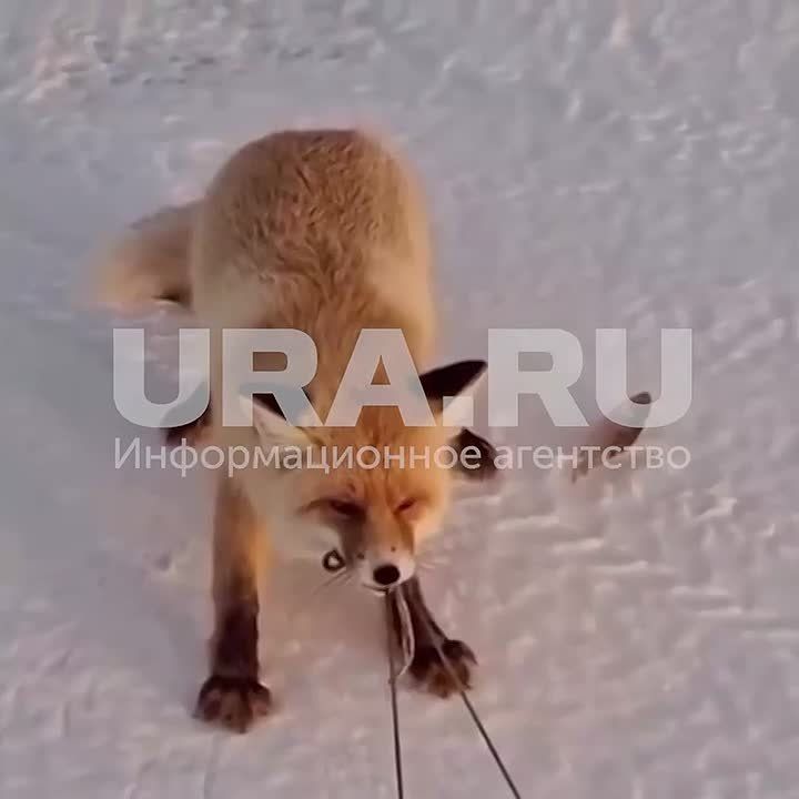 «Такое видели?» Лиса попыталась утащить весь улов у рыбаков