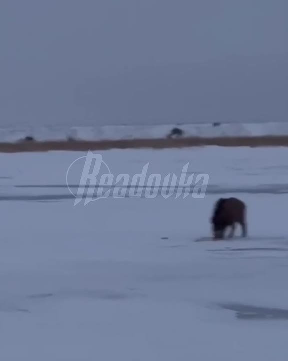 Рыбаки из Казахстана обомлели от дерзости кабана, когда хряк решил задаром полакомиться их уловом