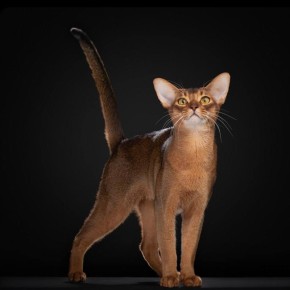 ����� �������� ��� � ���� ����� ���� �� ����