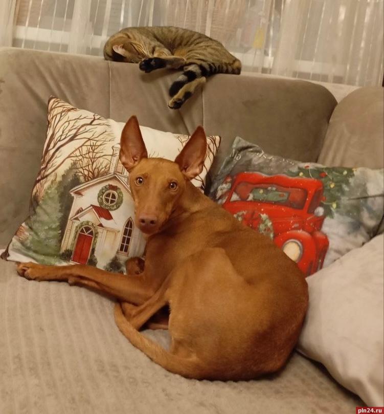 Семья, уют и много снега: как псковские ВИПы встретили начало 2026 года Семья, уют и много снега: как псковские ВИПы встретили начало 2026 года