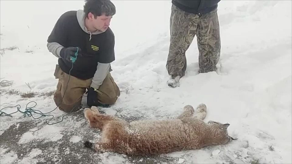 ����� ���� ������ 12-������ ������� �� ���������� ����������� ������ ��������� ����� � ��������