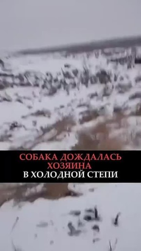 «Я ждал, я знал»: хозяин нашел собаку спустя месяц после пропажи