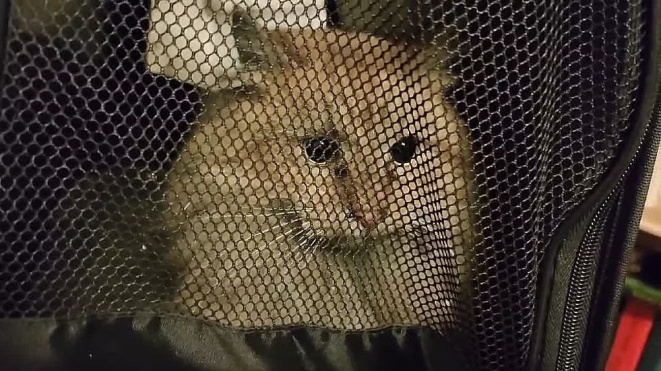 � �����-���������� ������ ����� 17 ���� ������ ���� �� ��������, �������� ������ �������� �������� ���������� � ������� "���������"