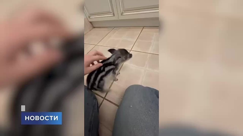 � �������� ������� ����������