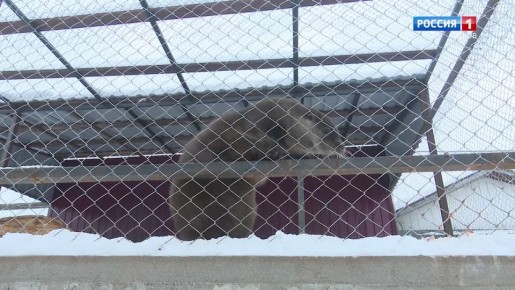 Малышка Клепа стала новой постоялицей псковского подворья "Птичий дворик"