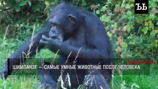 �� �������� ������, ��� ����� � ��� ���������� ��������