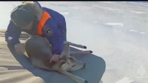 Косулю, застрявшую на льду Волги, спасли в Саратовской области