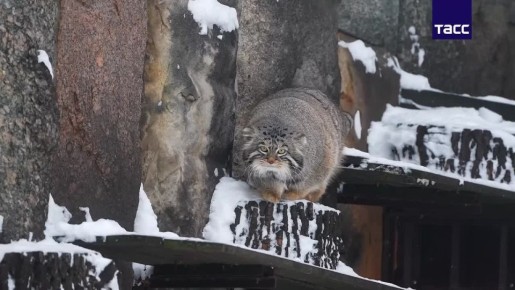 ������ ����� �� ������� �������� �� ������� ������