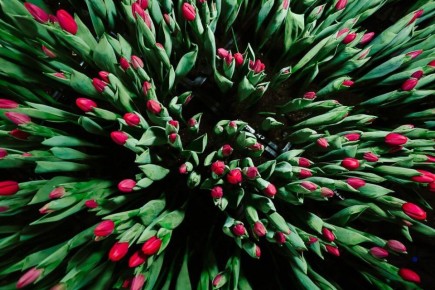 ���� �����������: � ����������� ���������. � ����������� ������ ��� ���������� � �����