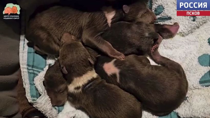Четверых маленьких псковских медвежат выхаживают в Тверском центре спасения Четверых маленьких псковских медвежат выхаживают в Тверском центре спасения