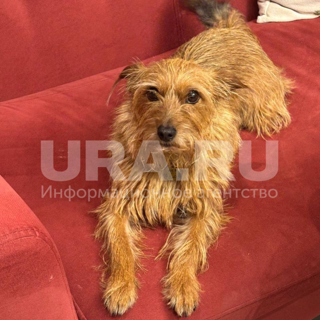 Семь собак погибли меньше чем за сутки в ЖК «Мещерский лес» на западе Москвы, одна в коме, сообщили URA.RU местные жители. Они уверены, что смерти питомцев — дело рук догхантеров Семь собак погибли меньше чем за сутки в ЖК «Мещерский лес» на западе Москвы, одна в коме, сообщили URA.RU местные жители. Они уверены, что смерти питомцев — дело рук догхантеров