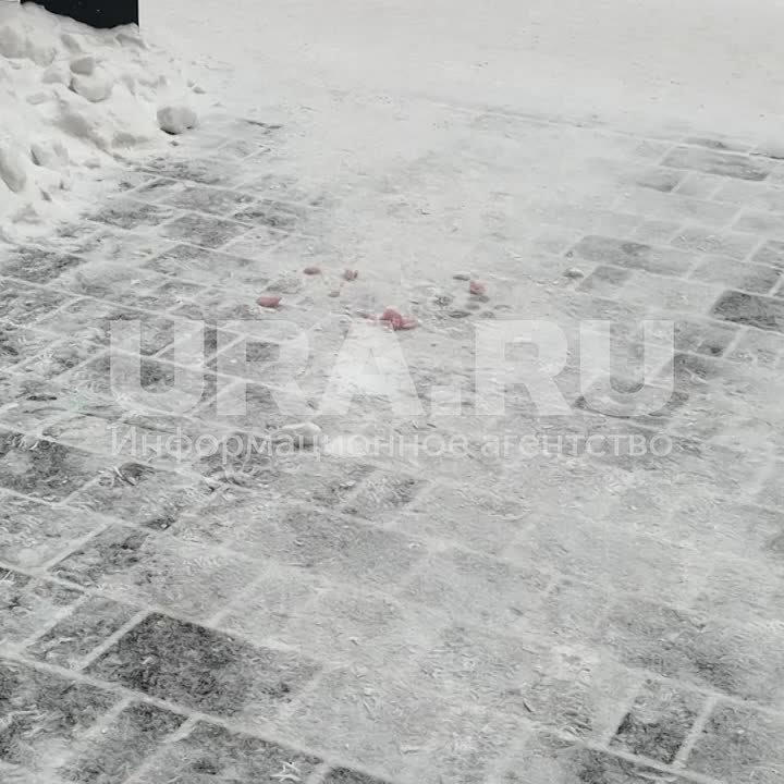 Семь собак погибли меньше чем за сутки в ЖК «Мещерский лес» на западе Москвы, одна в коме, сообщили URA.RU местные жители. Они уверены, что смерти питомцев — дело рук догхантеров