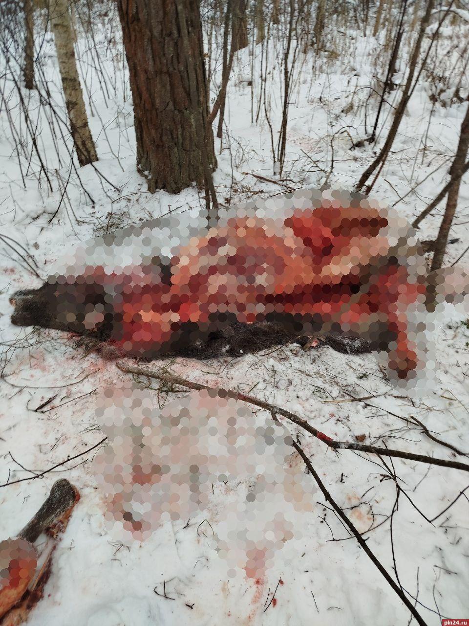 Браконьеры убили беременную лосиху в Псковском округе Браконьеры убили беременную лосиху в Псковском округе