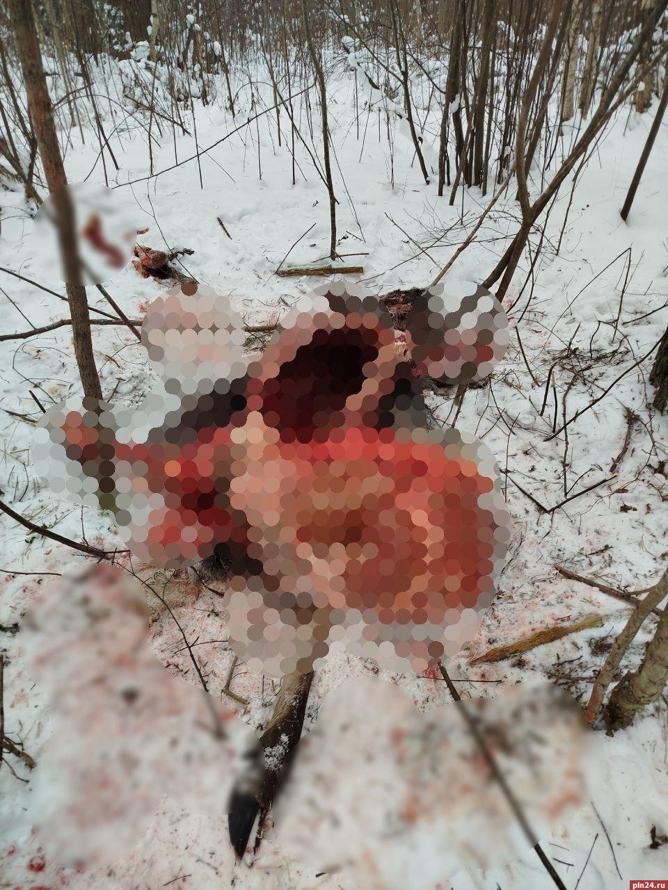 Браконьеры убили беременную лосиху в Псковском округе Браконьеры убили беременную лосиху в Псковском округе