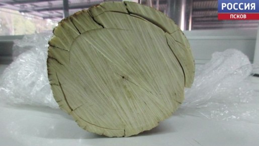 Житель Молдавии пытался вывести за рубеж бивень мамонта