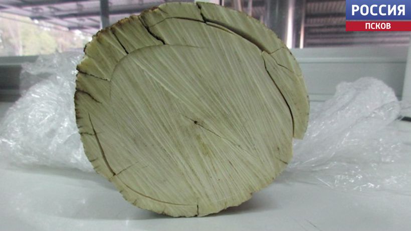 Житель Молдавии пытался вывести за рубеж бивень мамонта