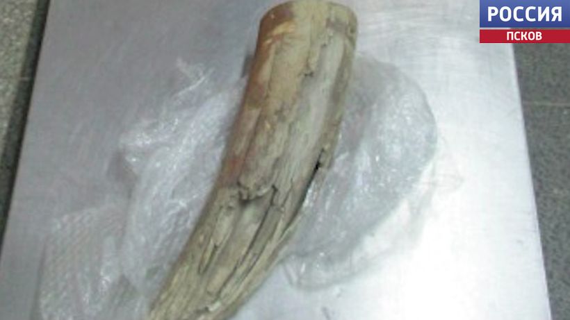 Житель Молдавии пытался вывести за рубеж бивень мамонта Житель Молдавии пытался вывести за рубеж бивень мамонта