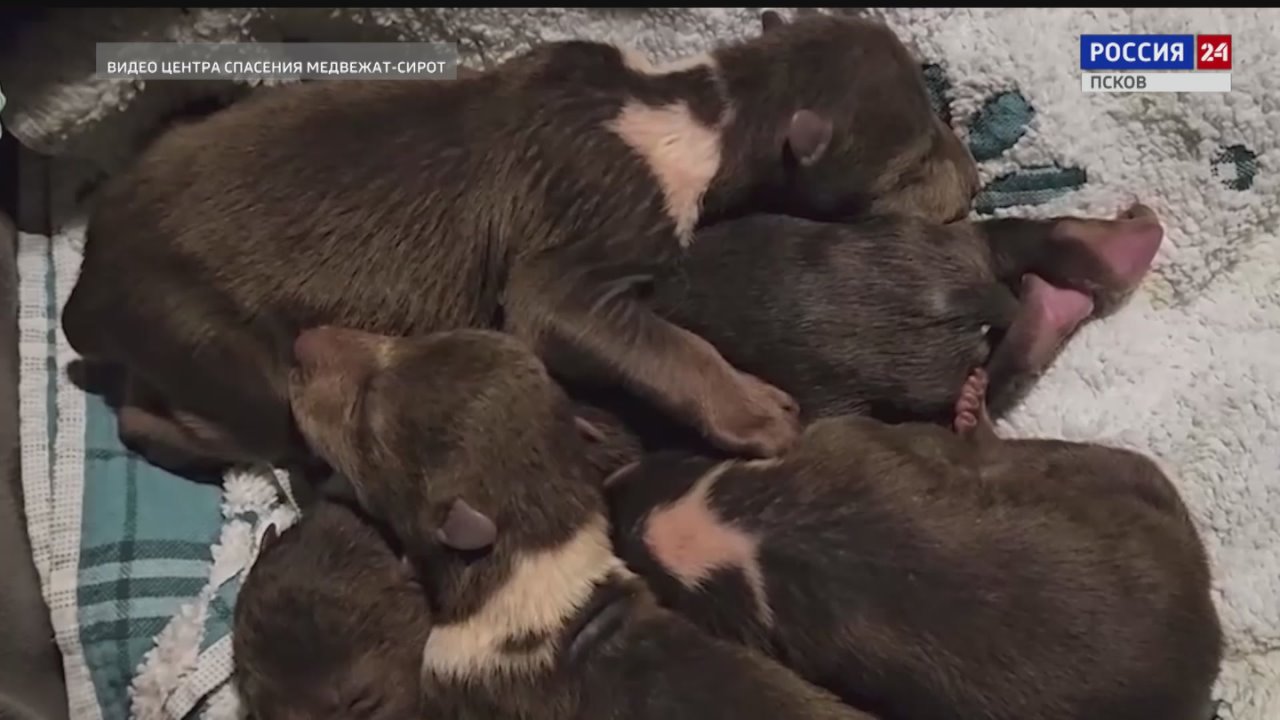 Четверых маленьких псковских медвежат выхаживают в Тверском центре спасения