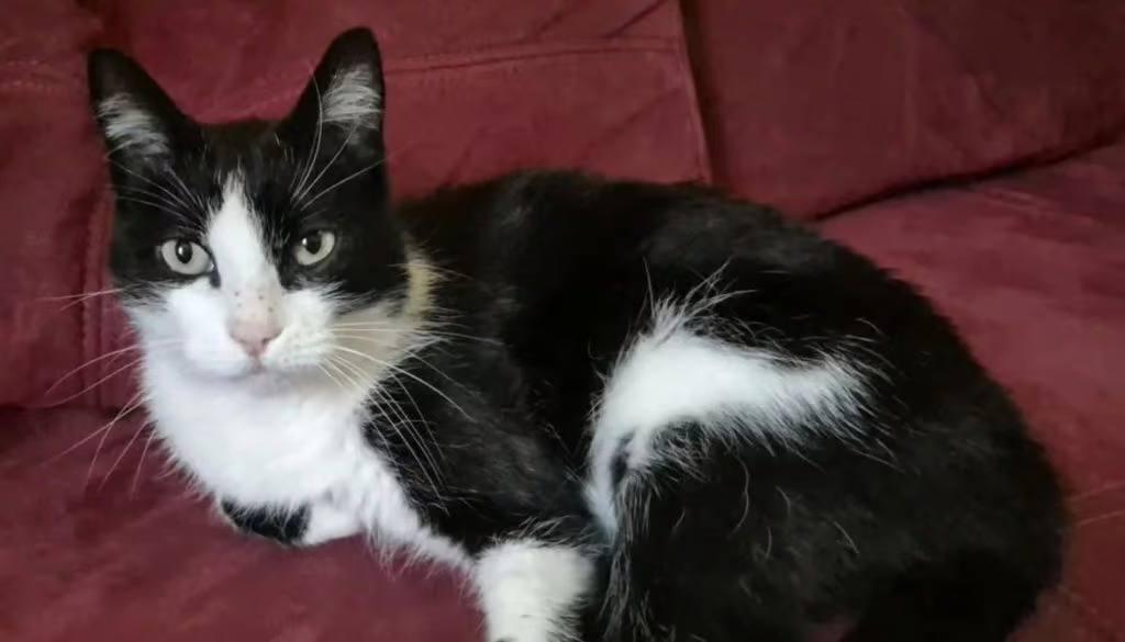 Потерявшийся кот прошел 250 километров и вернулся домой Потерявшийся кот прошел 250 километров и вернулся домой