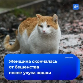 Женщина погибла после укуса кошки в Тюменской области