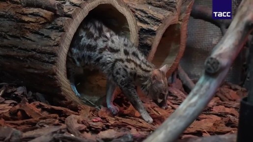 В Московском зоопарке впервые поселилась пятнистая генета, сообщили ТАСС в пресс-службе зоопарка