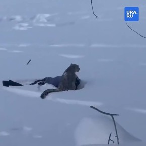 ������� ���� ������� ����� �� �������� � �����