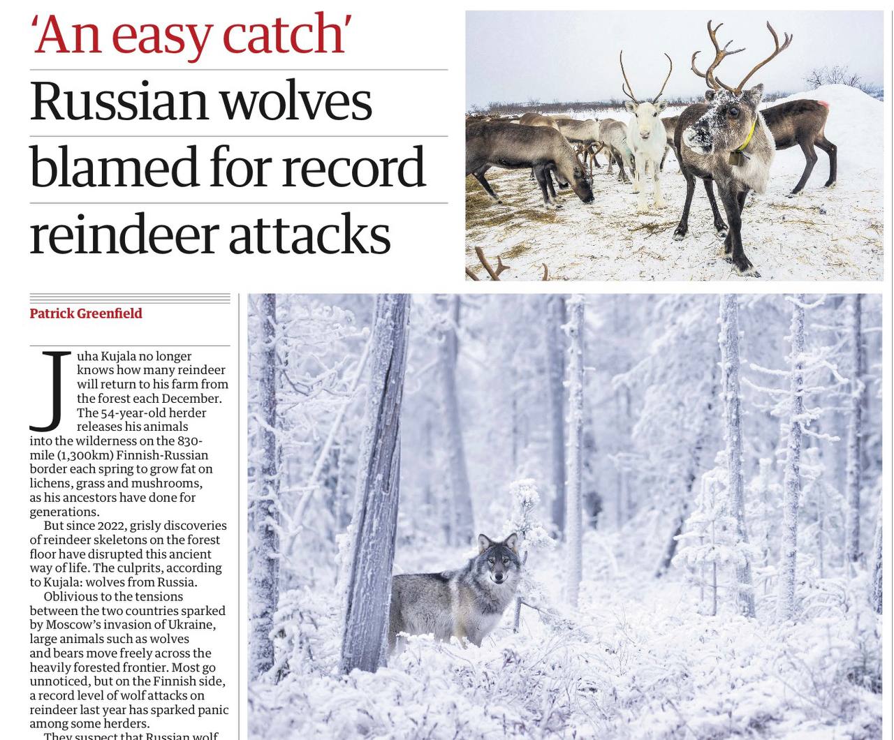 Владимир Корнилов: The Guardian опять затянула песню о том, что страшные и хищные русские волки истребляют белых и пушистых финских оленей