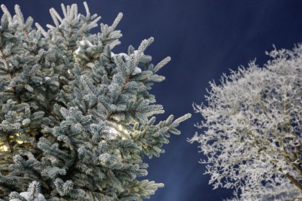 До -19 градусов и снег прогнозируют в Псковской области 27 января