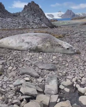 ������ ���: ������� ������ ������ ������ ������� � ����������