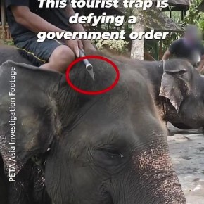 �������� �� ������ ������ ��� ��������