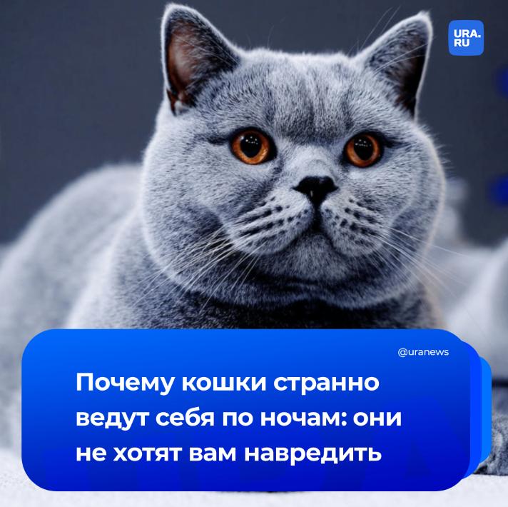 Как отучить кошку будить вас в 3 часа ночи: решение есть
