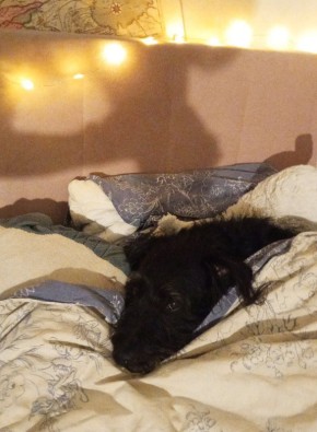 ��� ������� ���� ��� ����