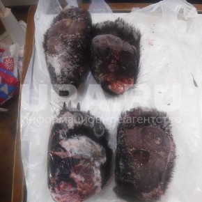 ���� ������������ ������� ���������� ����������� �����������