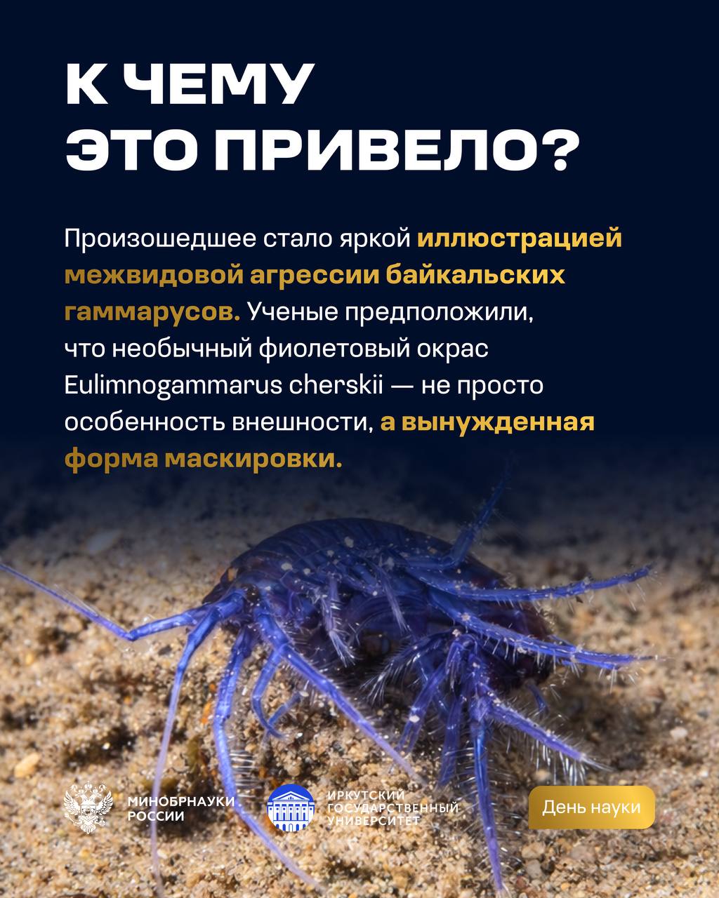 Эксперимент с байкальскими амфиподами Эксперимент с байкальскими амфиподами