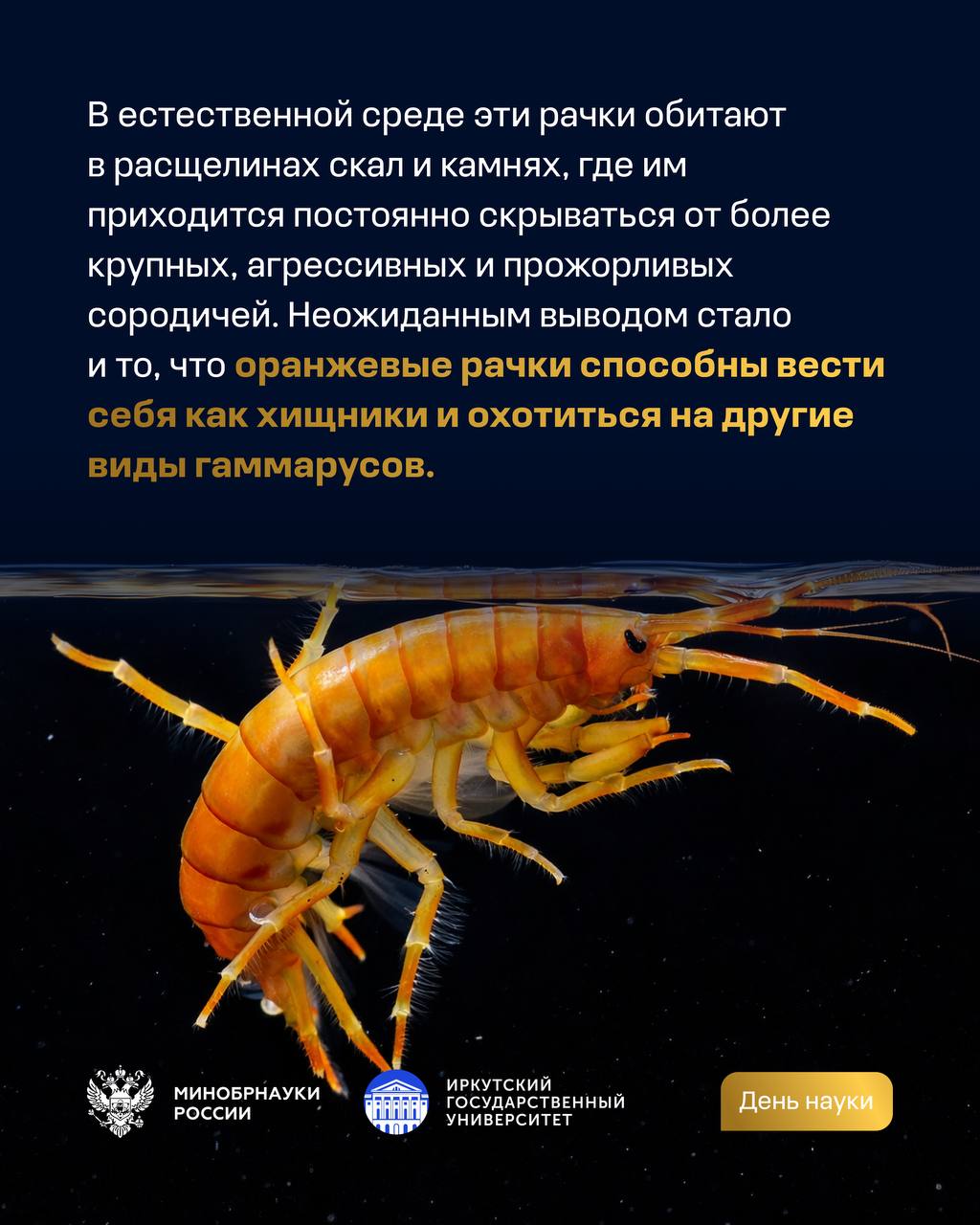 Эксперимент с байкальскими амфиподами Эксперимент с байкальскими амфиподами